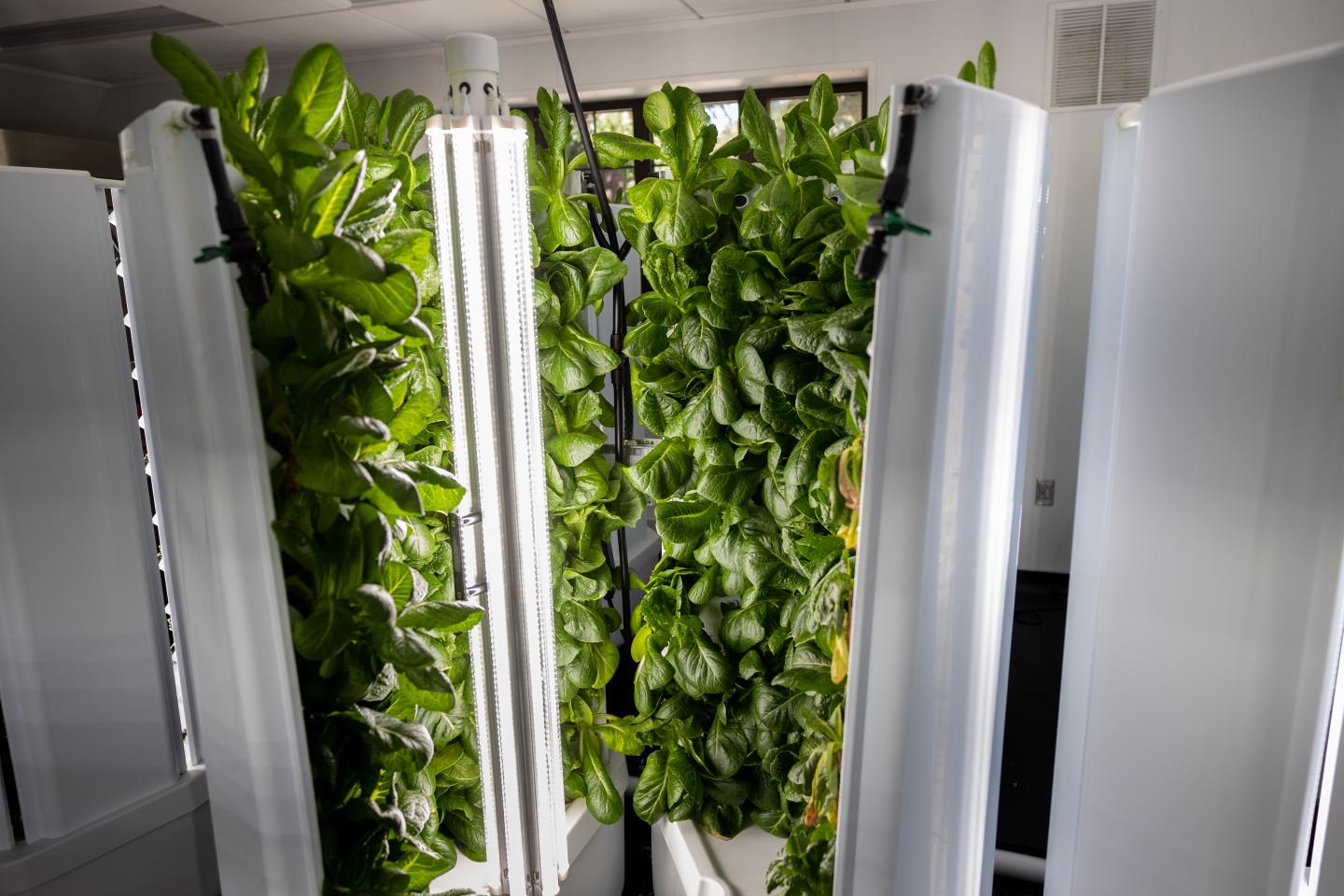 A Hydroponics Bay currently growing Lettuce in the Friedman Center's Qwok Cafe.